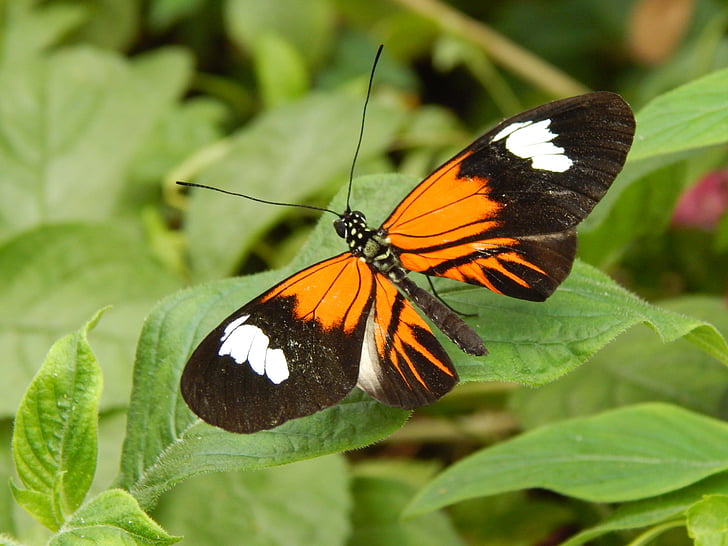 butterfly, beautiful, nature, orange, black, insect wing, insect