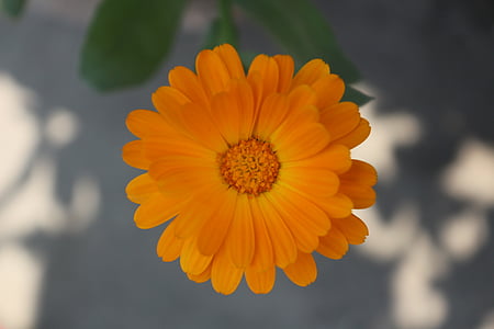 Blume, Orange, Blüte, Bloom, Frühling, Floral, Makro