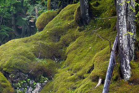 moss, water, creek, forest, nature, rocks