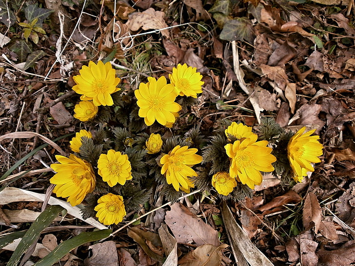 Amur-adonis, Kaukoidän amur adonis, keltainen, talven kukkia, kevään kukat, Ranunculaceae