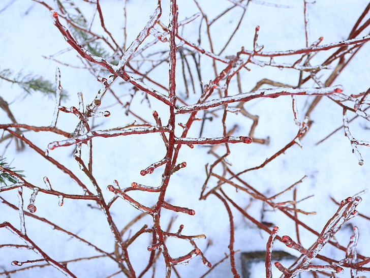 cabang-cabang beku, cabang-cabang es, Blueberry, es, musim dingin