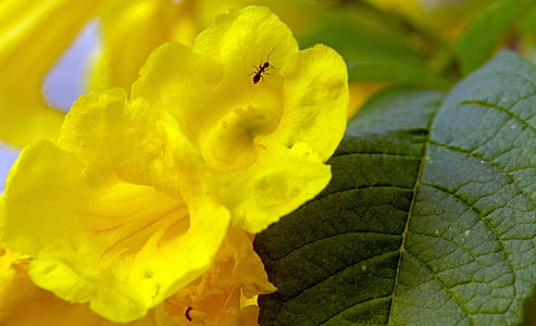season, flower, yellow, spring, blossom, plant, design