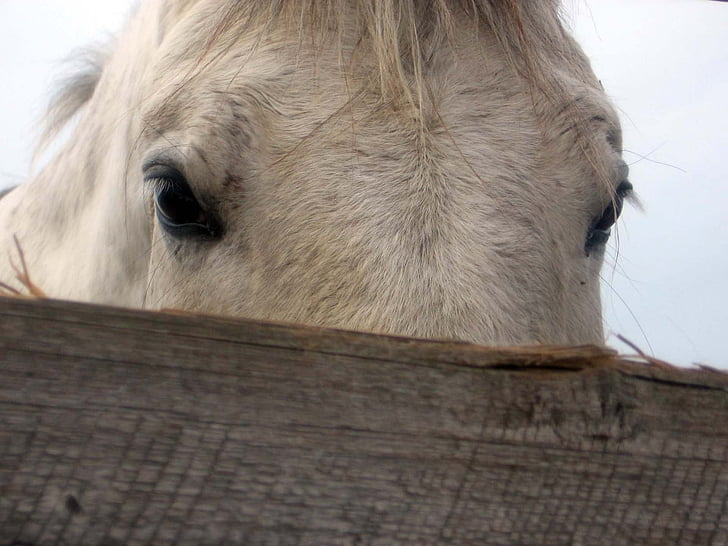 konj, Mare, žrebec, oči, podrobnosti, bela