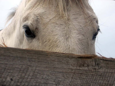 hest, Mare, hingst, øjne, detaljer, hvid
