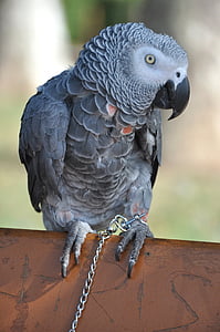 papegoja, grå, Gabon, fågel, djur, naturen, Œil