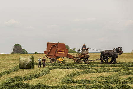 agriculture, farming, traditional, farm, field, plant, harvest