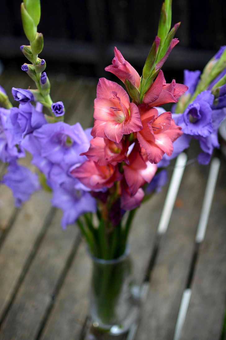 Gladiola, gladiolusten, kukat, värit, värikäs, Luonto, sisustus