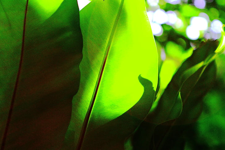 листа, Грийн, Palm, зелени листа, зелени листа, природата, листа