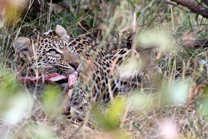 Leopard, Sør-Afrika, jakt, dyreliv, Cheetah, Wild, Safari