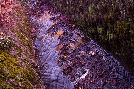 bacj, channel, stream bed, water, bach, moss, nature