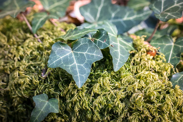Ivy, Moss, blad, ranke, grøn, begroning, skov