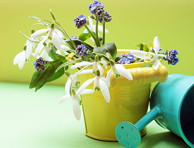 snowdrop, forget me not, flowers, watering can, bucket, yellow, green