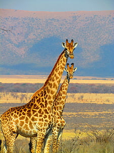žirafy, Jihoafrická republika, Safari, Afrika, Příroda, volně žijící zvířata, zvíře