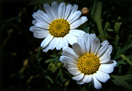Οι μαργαρίτες, λουλούδι, φυτό, άνθος, άνθιση, φύση, λευκό