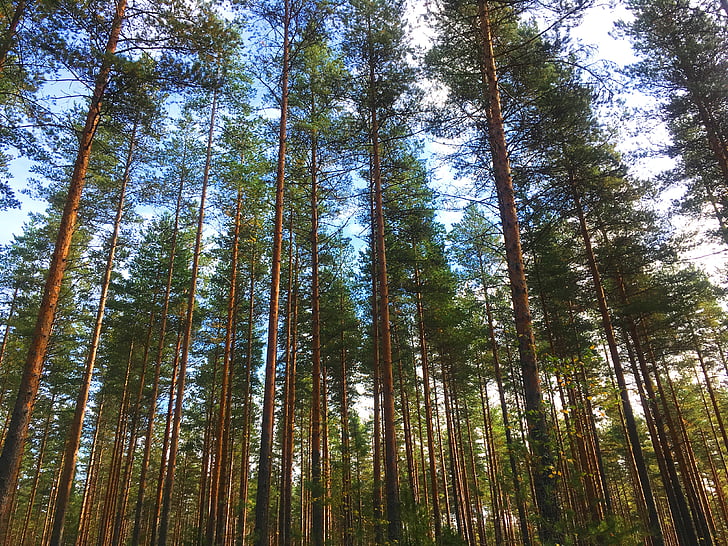 Finland, skogen, naturen