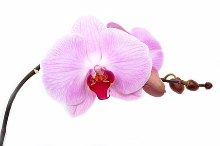 Orquídea, flor, aislado, decoración, Bud, vibrante, tropical