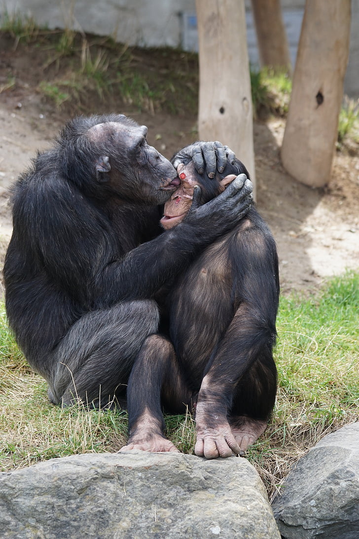 chimpanzé, mammifère, soins, dangereuses