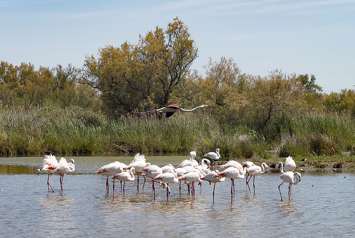 Flamingos, vaaleanpunainen flamingo, Linnut, höyhenpeite, kahlaaja, eläinten, Camargue