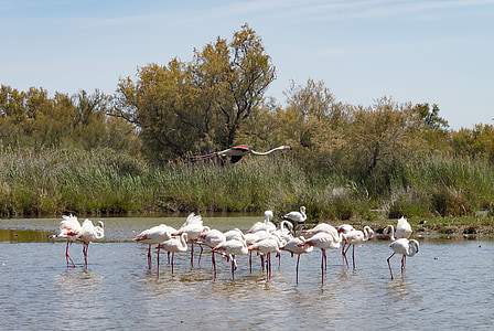 flamingos, pink flamingo, birds, plumage, wader, animal, camargue