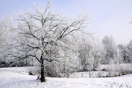 winter, sneeuw, winterse, boom, koude, wit, besneeuwde