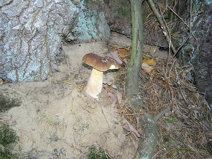 steinilz, mushroom, forest mushroom, eat, food, edible