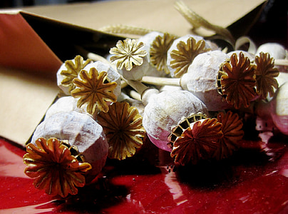 poppies, seedpods, dry, bleached, red cellophane, brown paper packet