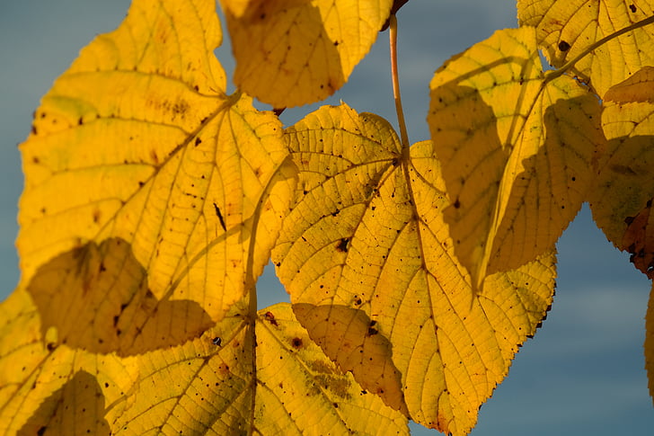 Lindenblätter, Herbst, gelb, Blatt-Färbung, Blattrippen, Venen, durchscheinen