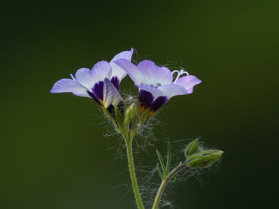 vogelaeuglein, Gilia tricolor, flor, flor, flor, roxo, Violet