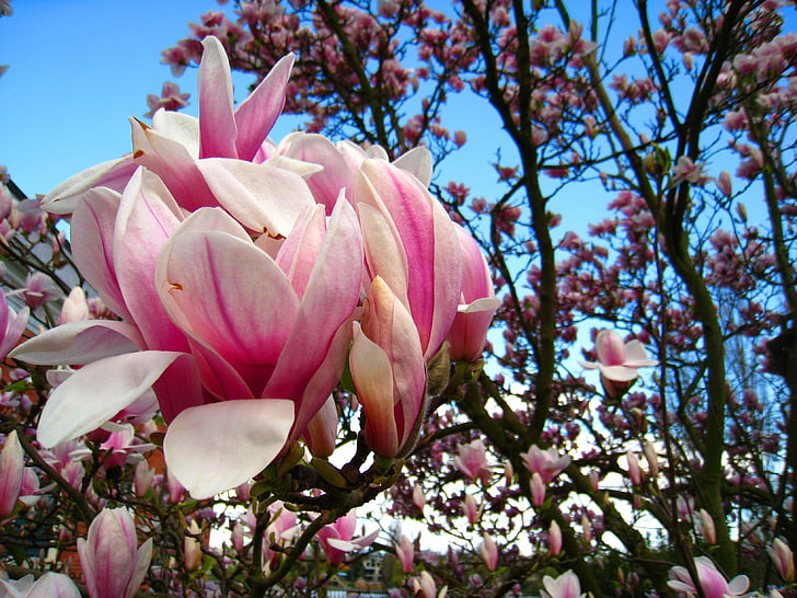 Magnolia, arbre de Magnolia, fleur rose, Magnolia feuilles, frühlingsblüher, bloomer précoce, fleurs de printemps