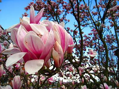 Magnolie, Magnolie, rosa Blume, Magnolie Blätter, Frühlingsblüher, früh blühende Pflanze, Frühlingsblumen