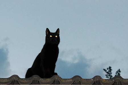 kočka, na střeše, zvíře, obloha