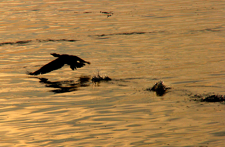 birds, water, egret, flight, sunset, reflection