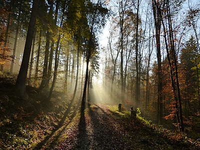 forest, light, shadow, sun, fog, mood, nature