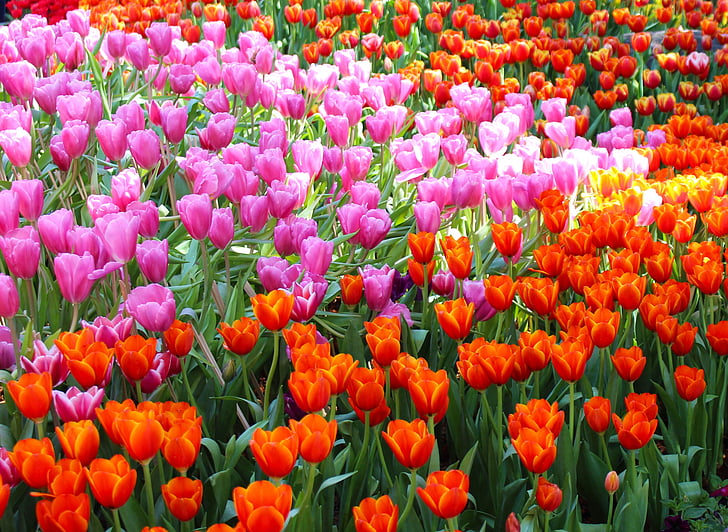 tulipes, flors, jardí, flor, RAM, planta, floral