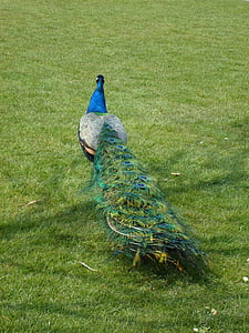 peacock, train, animal, feather, blue peacock, pavo cristatus