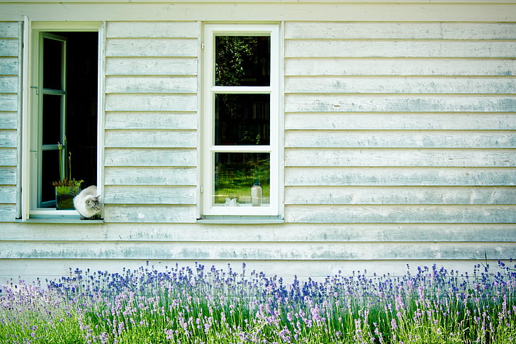 gỗ mặt tiền, lưới windows, hauswand, tường bằng gỗ, cửa sổ, con mèo, Hoa oải hương