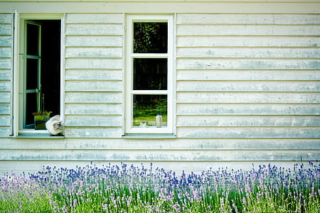 fasad kayu, kisi windows, hauswand, dinding kayu, jendela, kucing, Lavender