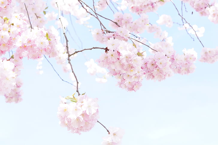 puu, kukka puu, Bloom, kevään, vaaleanpunainen, kirsikankukka, Blossom