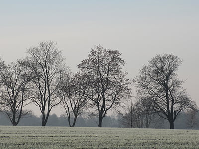 arbres calbs, l'hivern, arbres sense fulles, cel, estètica, branques, arbre nu