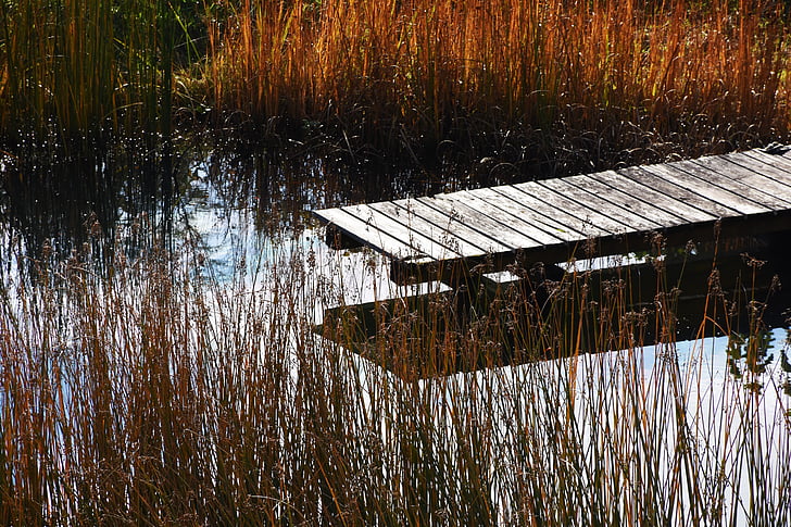 web, pond, water, autumn, boardwalk, reed