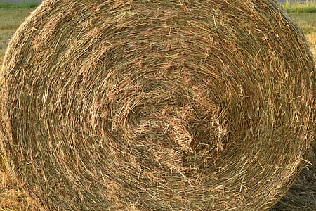 hay, hay bales, agriculture, round bales, background, close, cattle feed