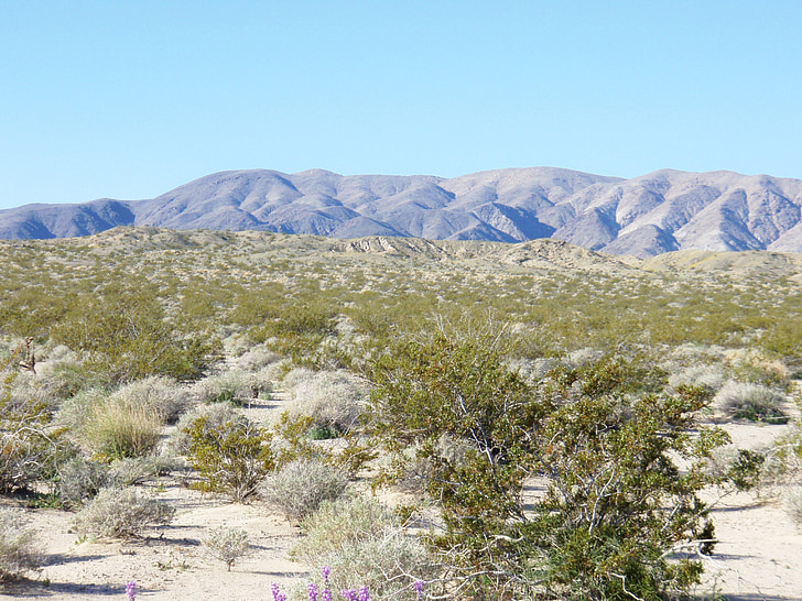 Arizona, çöl, ABD, manzara, yalnızlık, bitki