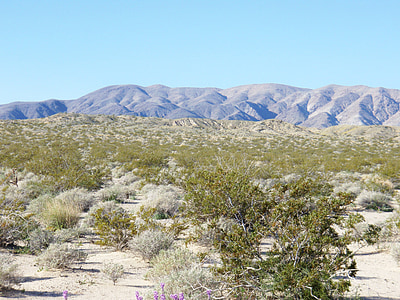 Arizona, désert, é.-u., paysage, solitude, plante
