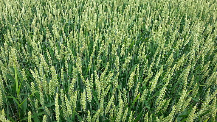 ladang jagung, gandum, bidang, alam, panen, garapan, berumur