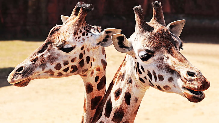 giraffes, animal, mammal, spotted, zoo, neck, close