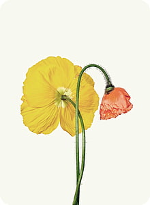 παπαρούνα, Κίτρινο, πορτοκαλί, άνθος, άνθιση, λουλούδι, Κίτρινη παπαρούνα