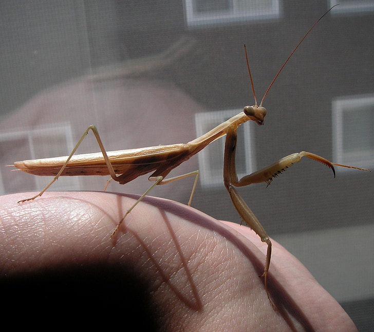 praying mantis, hand, holding, insect, close-up, macro