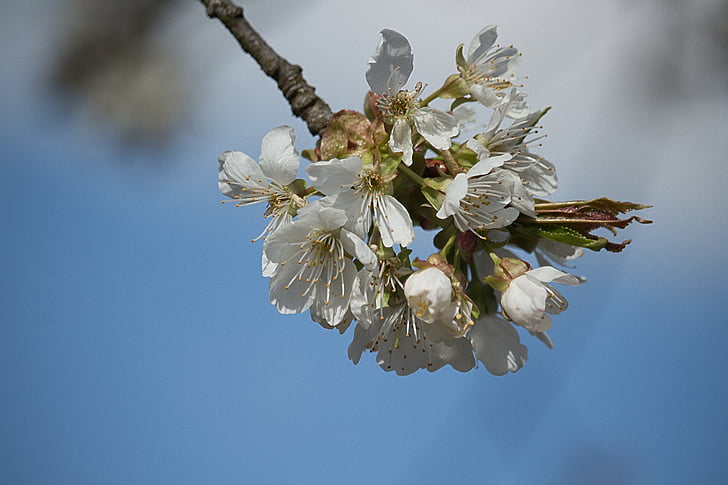 spring, white, flowers, cherry, sprig of flowers, blooms, nature