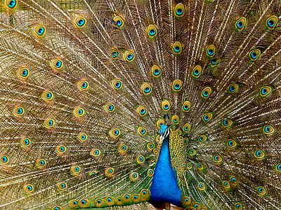 peacock, plumage, bird, peafowl, fantail, tail, vibrant
