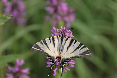 blue, butterfly, flowers, iphiclides, podalirius, scarce, swallowtail